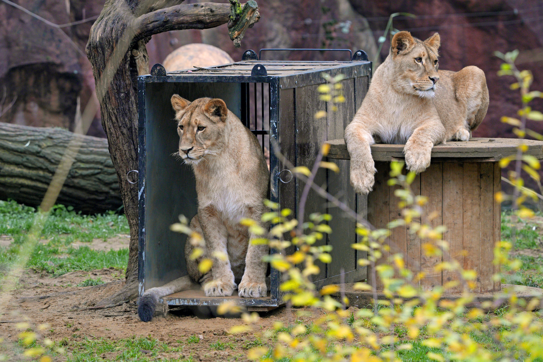Die jungen Löwinnen kurz vor ihrere Abreise. 